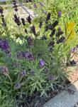 Plant name: Big Time Blue Lavender Lavandula angustifuloa cv. Big Time Blue